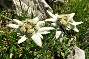 06 Stellle Alpine ( Leontopdium alpinum)